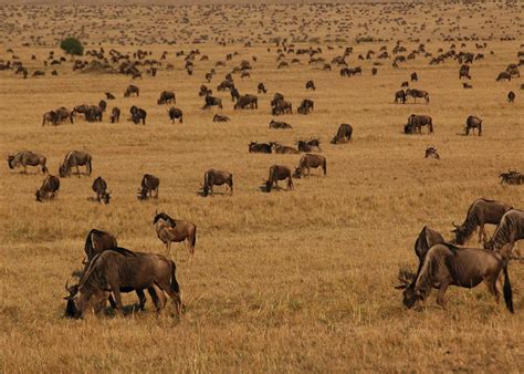 See The Great Migration Tanzania Audley Travel