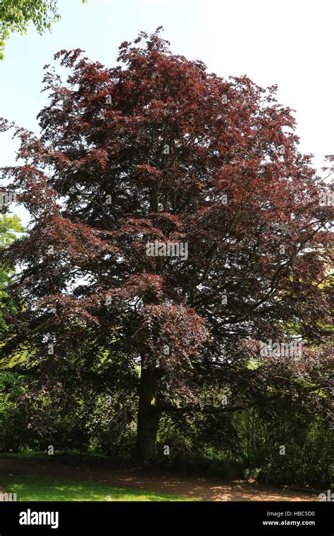 Copper Beech Tree Fagus Sylvatica Hi Res Stock Photography And Images