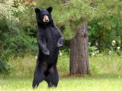 American Black Bear Facts Habitat Diet Adaptations Pictures