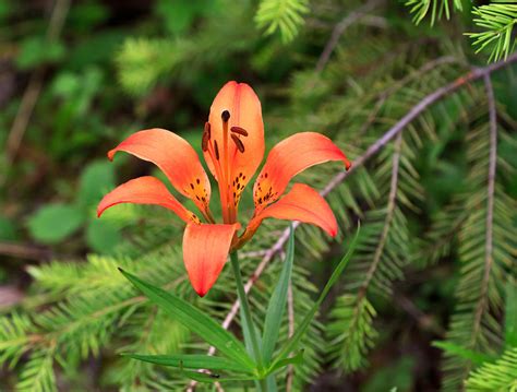 Wood Lily Also Called Prairie Lily Or Western Red Lily Photograph By