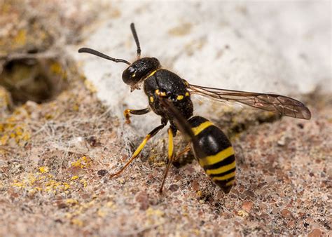 How to control wasps in garden. Various Solitary Wasps in the Garden
