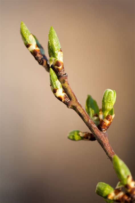Tree Buds Free Stock Photo Public Domain Pictures