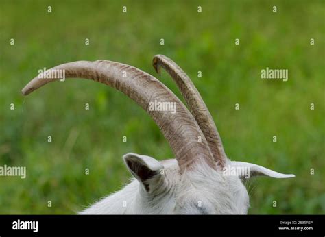 Juicy Green Grass And Goats Horns Goat Horns On Country Farm Stock
