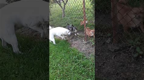 Wild pack of killer Chihuahuas part 2 - YouTube