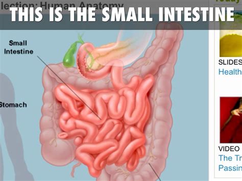 Digestive System By Chase Manton