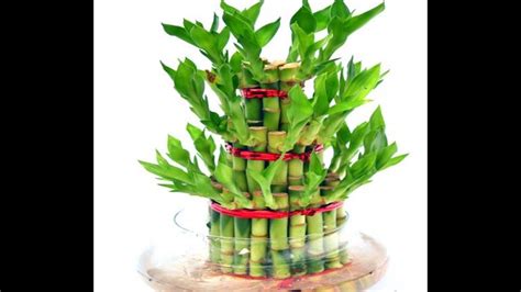 How To Grow Tall Lucky Bamboo Howgrowpro