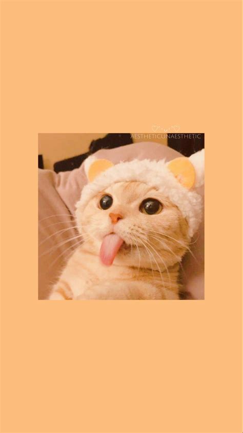 Wallpaper Gatos Funny Cat Wallpaper Cute Emoji Wallpaper Animal