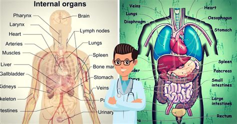 Body Parts Internal Organs Anatomy System Human Body Vrogue Co