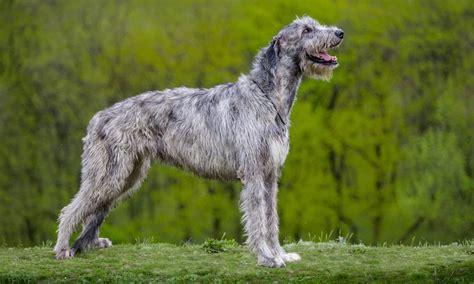 Irish Wolfhound Breed Characteristics Care And Photos Bechewy