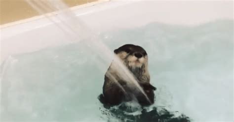Takechiyo The Instagram Otter Takes A Bath And Shower At The Same Time