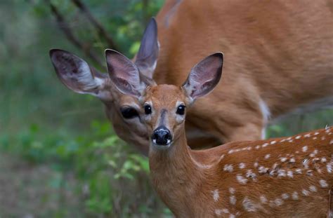15 Wonderful White Tailed Deer Facts