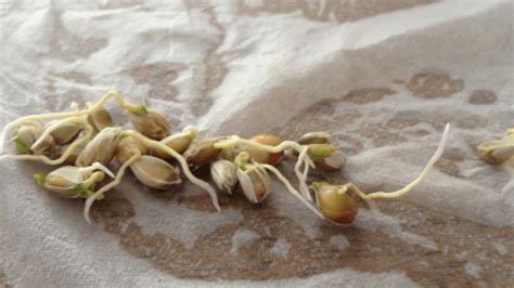 How To Grow Lemon Seeds Mygardenchannel