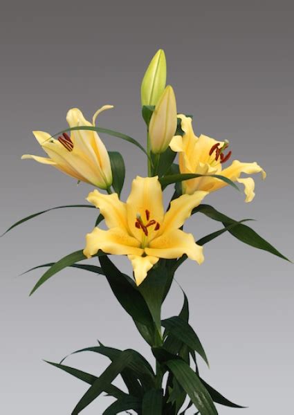 Buy Lilies Shine On Oriental Trumpet Lily Bulbs Gold Medal Winning