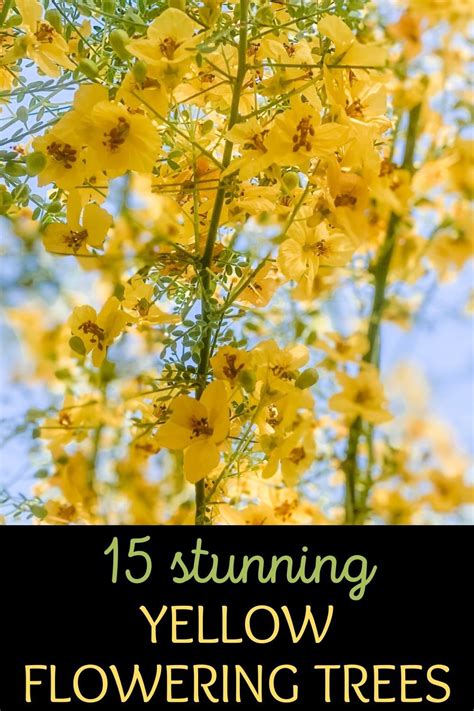 Yellow Flowers With The Words 15 Stunning Yellow Flowering Trees