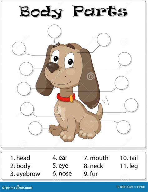 Dog Body Parts Stock Vector Illustration Of School Language 88316521