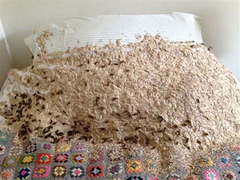 Giant wasps' nest found growing on single bed in spare bedroom this article is more than 6 years old nest in winchester home measured 3ft x 1.5ft and housed 5,000 wasps, which had chewed through. Enormous wasps' nest covering bed found in woman's spare ...