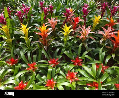 Bromeliads Blooms Hi Res Stock Photography And Images Alamy
