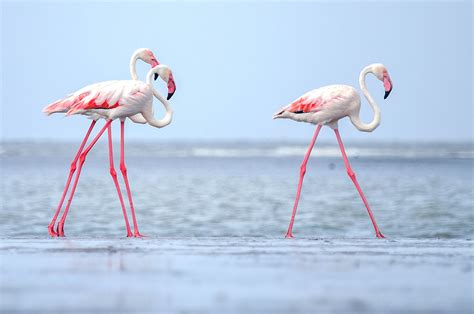 They can travel hundreds of miles to thousands of miles to migrate. Flamingo Facts (Phoenicopterus)