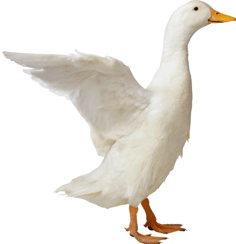 Download White Duck Png Image For Free