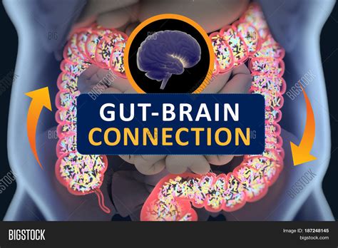Gut Brain Connection Image And Photo Free Trial Bigstock
