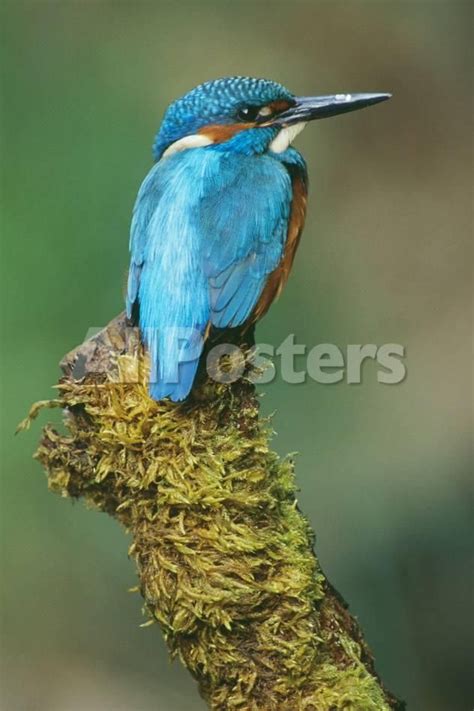 Kingfisher Perched On Moss Covered Tree Stump By Dmitryp Landscapes