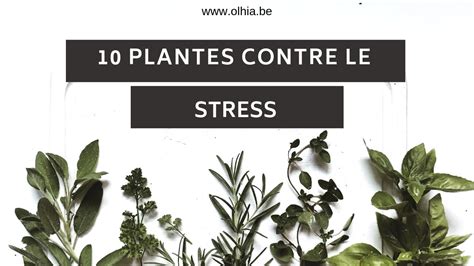 10 plantes contre le stress  YouTube