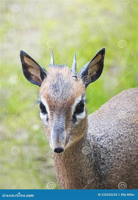 Portrait Of Kirk Dik Dik Madoqua Kirkii The Smallest Antelope Royalty