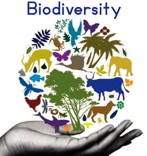 Biodiversity Types Importance And Conservation Of Biodiversity 2022