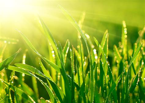 How to take care of your newly seeded fescue lawn after aeration and seeding. Don't Forget to Water... | Sublime Garden Design | Landscape Design Serving Snohomish County and ...