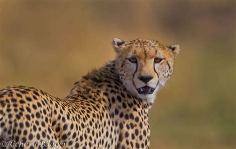 Cheetah Richard Badger Photography
