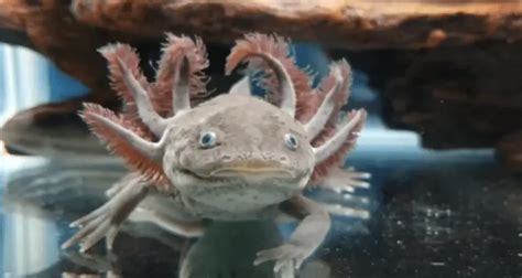Axolotl As Pets All You Need To Know