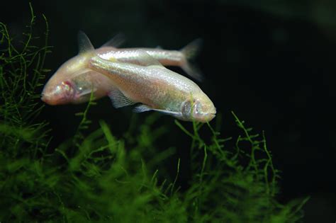 Two Blind Cave Characin Astyanax Mexicanus Mexican Tetra Photograph by ...