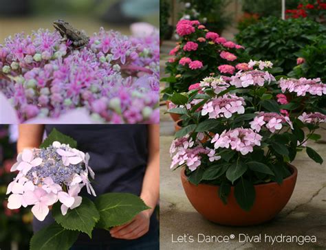 Proven Winners® Colorchoice® Plant Of The Week Meet The Elite Eight