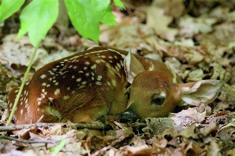 Newborn White Tailed Deer Fawn Photograph By Bruce J Robinson