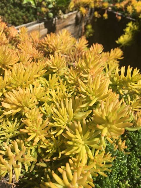 Sedum Reflexum Angelina Stonecrop Angelina 1 Behmerwald Nursery