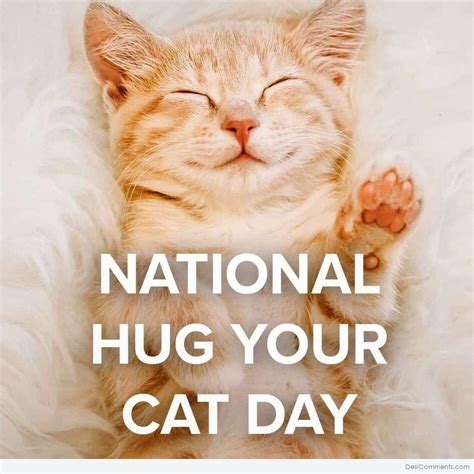 20 Hug Your Cat Day Images Pictures Photos Desi Comments