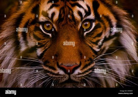 Tiger Close Up Face Hi Res Stock Photography And Images Alamy