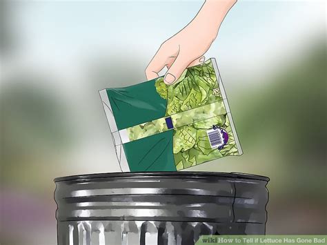 These same rules apply when wondering can sweet potatoes go bad. How to Tell if Lettuce Has Gone Bad: 12 Steps (with Pictures)