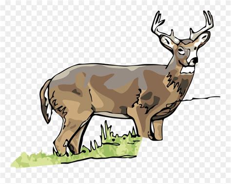 Whitetail Deer Images Clipart 204px Image 4