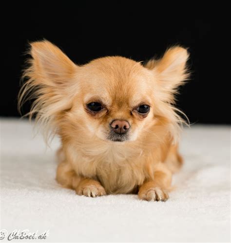 53 Photos Of Chihuahua Puppies Photo Bleumoonproductions