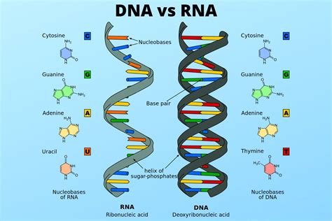Dna Vs Rna Similarities And Differences