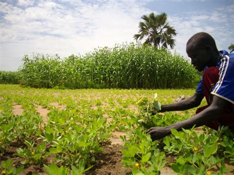 Is China Planning To Exploit African Agriculture