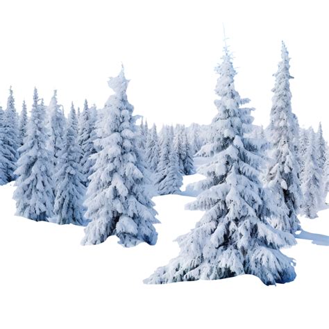 Fantastic Winter Landscape Snow Covered Christmas Trees In Alpine