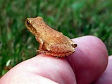Spring Peepers Are Here