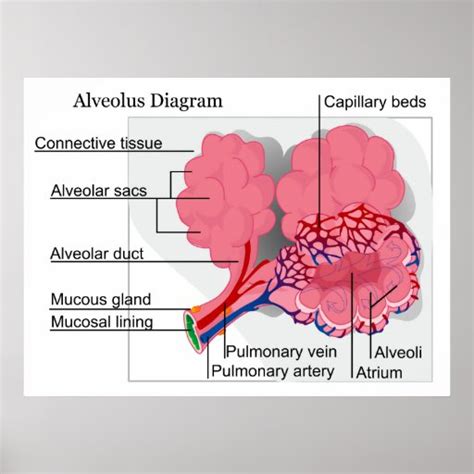Diagram Of Mammalian Alveolus Of The Lungs Poster Zazzle