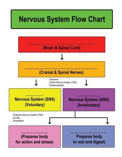 Nervous System Flow Chart Diagram Quizlet