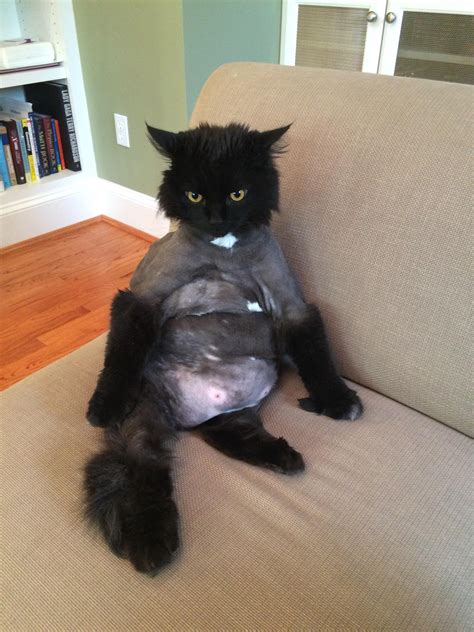 Psbattle Fat Cat With Goofy Haircut Sitting In Awkward Pose R