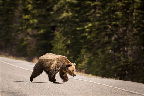 Kananaskis Grizzly Bear © Christopher Martin 7029 Christopher
