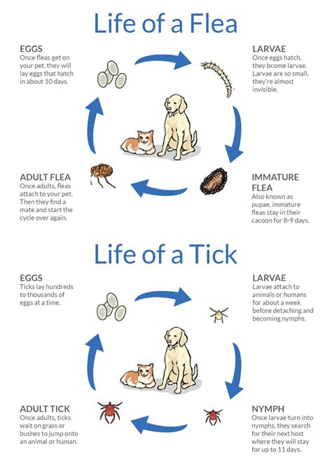 6 Safe And Natural Alternatives To Flea And Tick Control — Woofur