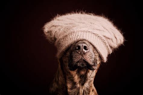 Funny Dog Portraits By Elke Vogelsang 20 Pics Собачьи портреты